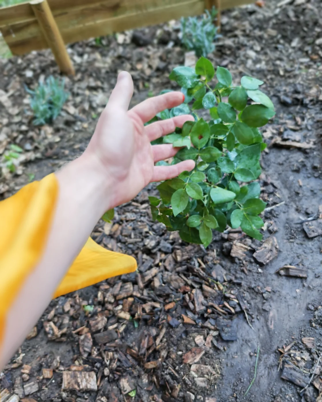 Rose Progress – July 20